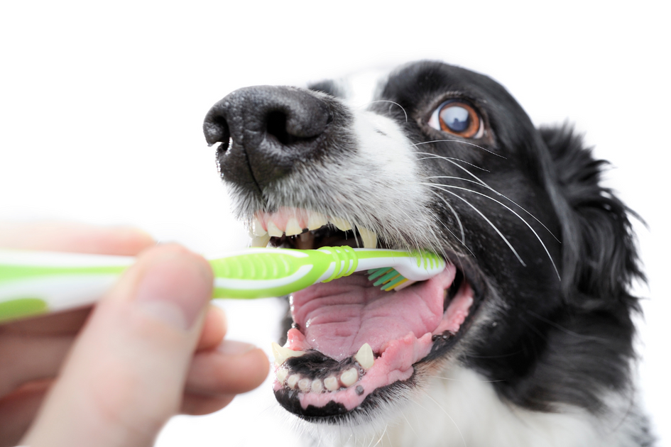 How To Clean A Dog's Mouth After Eating Poop 6 Practical Tips! Give