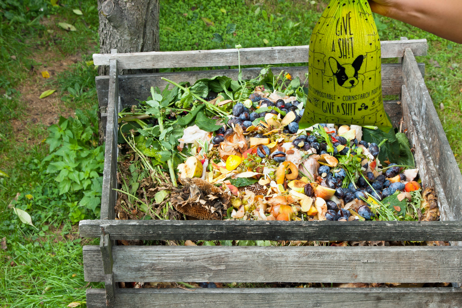 Compost Dog Poop The Only Guide You Will Use Give A Shit Earth