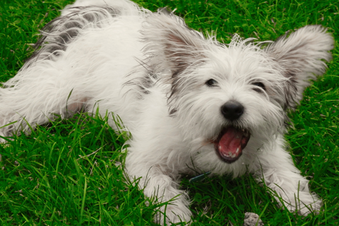 Stopping Barking In Puppies: Best Tips And Tricks