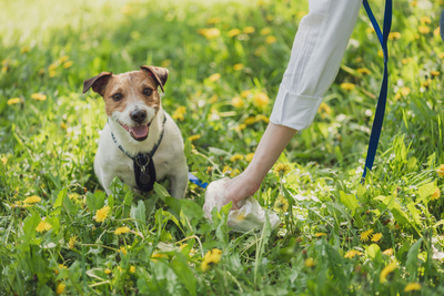 Doggie Poop Etiquette: The Dos and Don'ts of Public Disposal