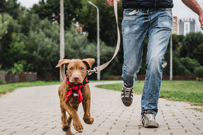 Dog Walks: More Than Just A Stroll In The Park