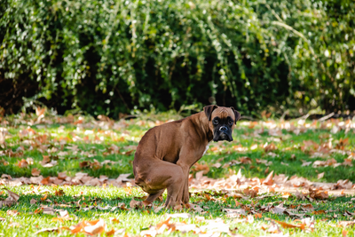 The Scoop On Doggie Poop And Composting