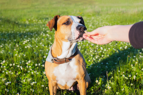 7 Healthy Dog Treats Your Pup Will Love