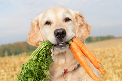 A Carrot a Day Keeps the Vet Away: All About 'Can Dogs Eat Carrots?'