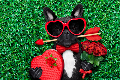 Valentines Special: How To Plan An Awesome Doggie Day
