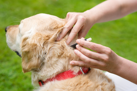 Ticks On Dogs: How To Remove Them Step-By-Step