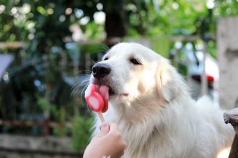 Chillin' With Canines: 4 Cool and Delicious Dog Ice Cream Recipes