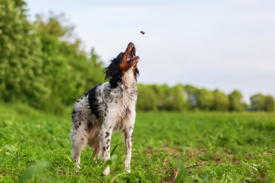 Healthy Dog Treat Recipes: The Perfect Alternative To Store-Bought Options