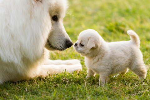 How To Introduce A New Puppy To An Older Dog
