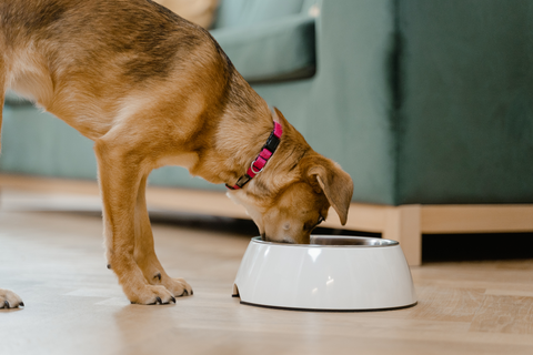 Wooflicious Delight: The Best Homemade Dog Food Recipe