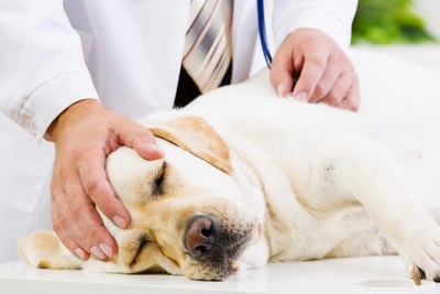 Pet Emergencies: How To Know When Your Dog Needs Urgent Care