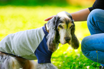 Furry New Friend: The Benefits Of Adopting An Older Dog