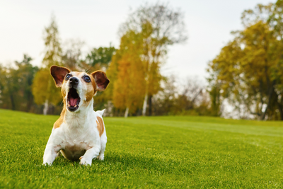 6 Common House Dog Training Issues And How To Fix Them