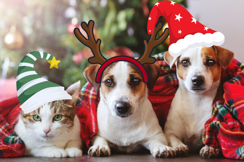 Top 11 Good Xmas Gift Ideas for Your Furry Friends | Special Deals Included