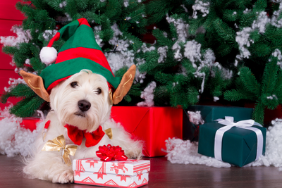 The Best Dog Presents for the Holiday Season!