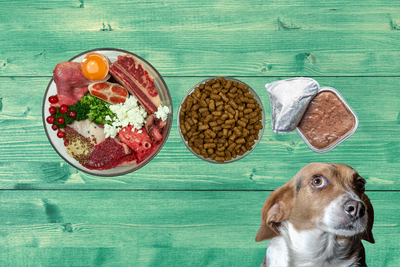 Best Dog Food: Guide To Pick The Healthiest Dog Food