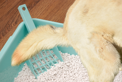Step Up Your Potty Training Game - Introducing the Dog Training Litter Box!