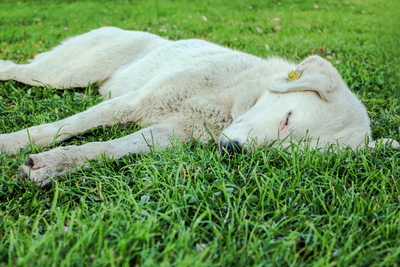 Dog Poops In Sleep: How to Solve This Issue