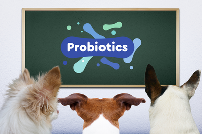 Dog Probiotics: Your Pup's Best Friend For Digestive Health
