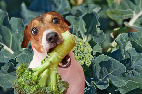 Can Dogs Eat Broccoli? Here's What You Need To Know!