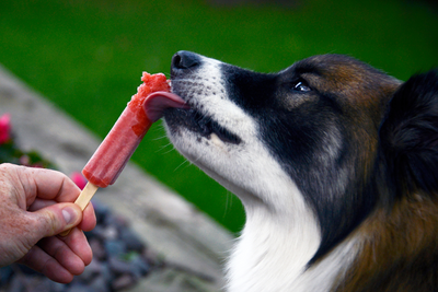 Top Frozen Dog Treat Recipes to Beat the Heat Step-by-Step