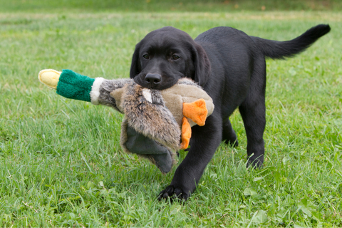 Puppy Play: Eco-Friendly Fun for You and Your Furry Friend