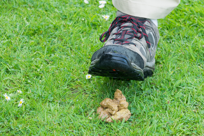 How To Get Dog Poop Out Of Shoes