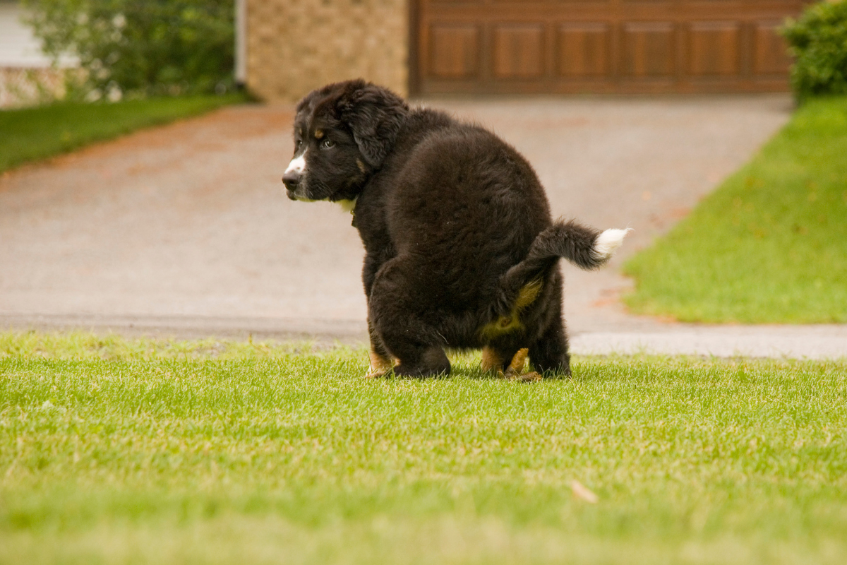 How Often Should A 2 Week Old Puppy Poop how-often-should-a-2-week-old-puppy-poop