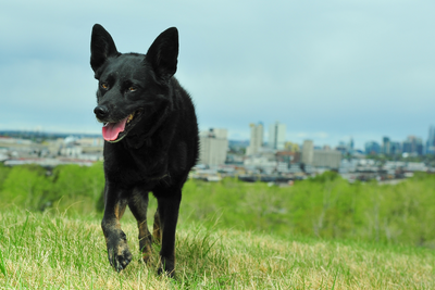 Best Tips For Off-Leash Training