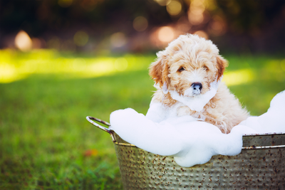 How Often Should You Bathe Your Dog
