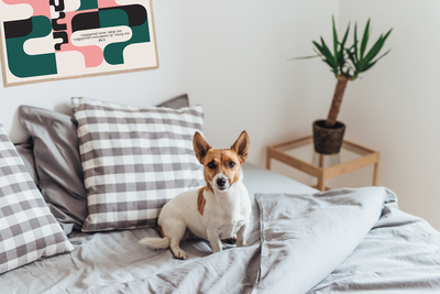 My Dog Peed On My Bed: 9 Tips To Get Rid Of The Smell