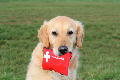 Pet First Aid Kit: Things To Know About Pet First Aid