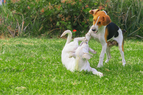 Dog Play Injuries: A Guide to Keep Your Pup Safe and Happy
