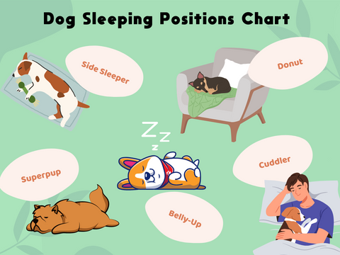 Dog Sleeping Positions: What They Reveal About Your Pooch