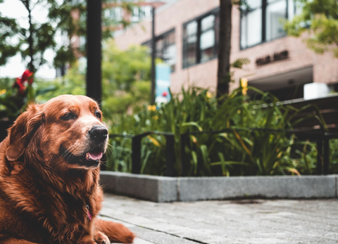 Old Dog Pooping While Walking: Causes And Solutions For Pet Owners