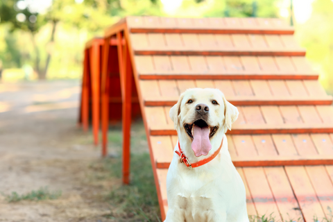 Creating The Perfect Dog Play Area In Your Backyard