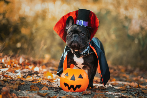 Dog Costumes For Halloween: 18 Ideas To Dress Up Your Pup!
