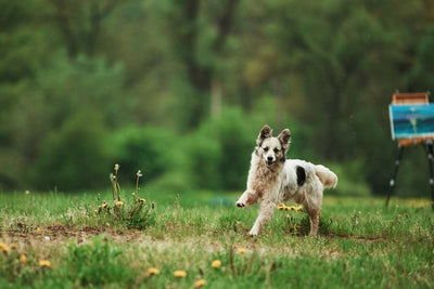 Keeping Canine Companions Safe: 11 Essential Dog Park Safety Tips