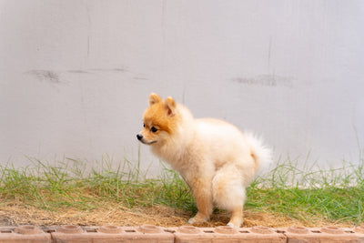 How Long After Eating, Does A Puppy Poop?