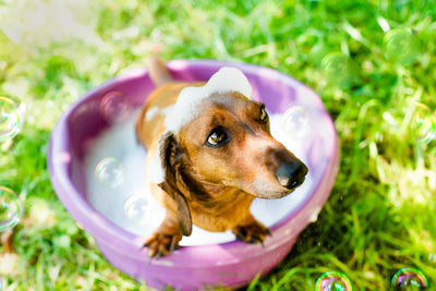 Homemade Dog Shampoo: The Best 4 Recipes!