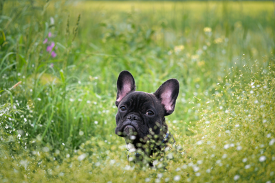 Lyme Disease In Dogs: Understanding, Treating, And Preventing