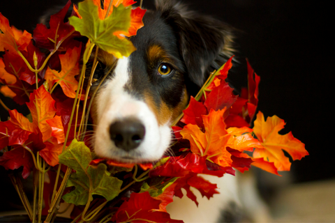 Capturing the Season's Beauty: Fall Photoshoot Ideas With Your Pup