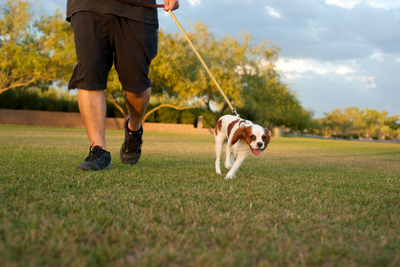 6 Tips For Dog Leash Training