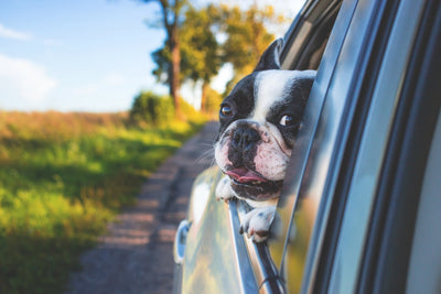 Dizzy Dogs: 9 Ways To Prevent Dog Car Sickness