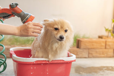 How To Bathe A Dog That Hates Water?