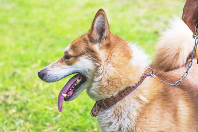 How To Choose A Collar And A Leash For Your Dog?