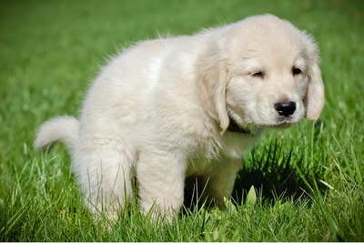 How To Potty-Train Your Puppy In 6 Weeks Or Less!