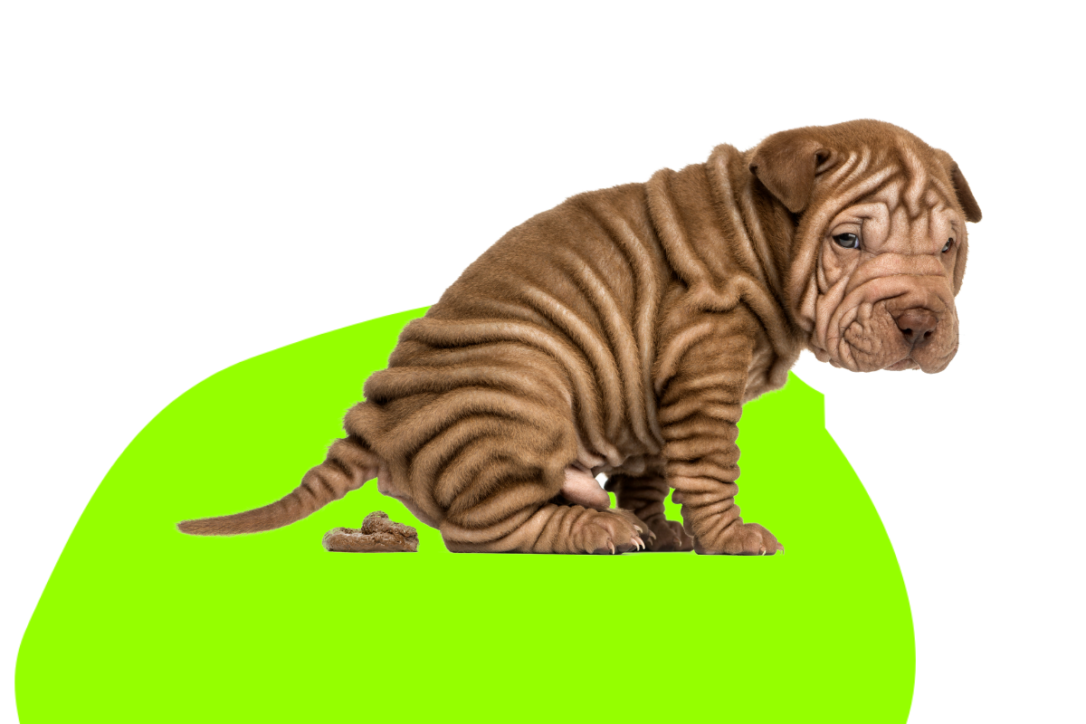 How To Clean Up Old Dog Poop Off Carpet