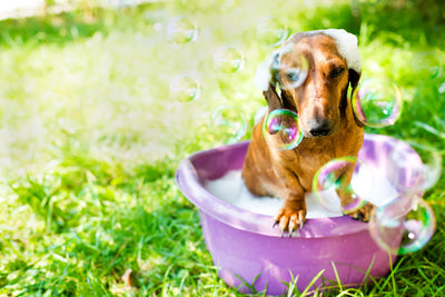 5 Questions About The Products You Need For A Dog's Bath